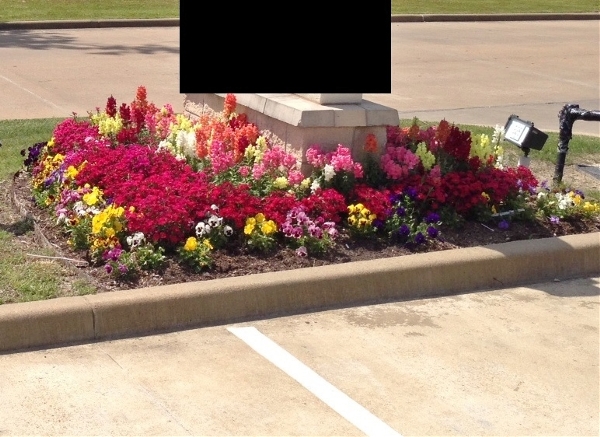 color and flowers 11