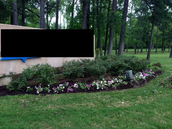 color and flowers 4